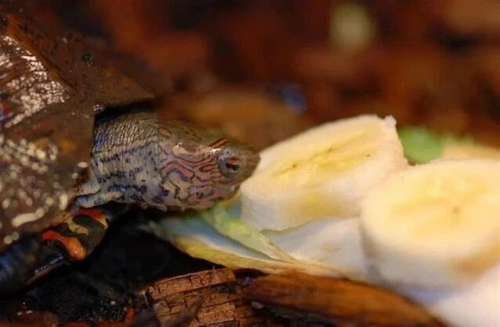 油彩木纹龟丨活在画里的优雅小龟 油彩木纹龟学名: rhinoclemmys