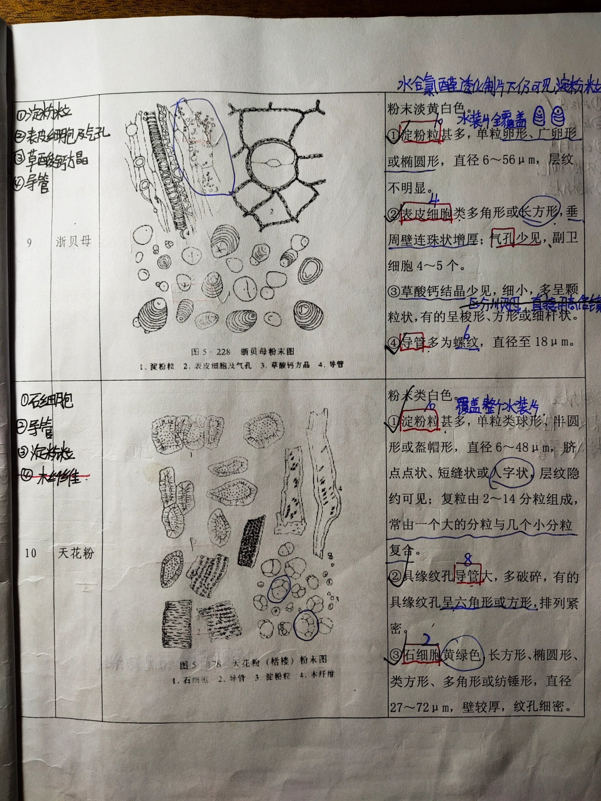 怀菊花的显微鉴定图片图片