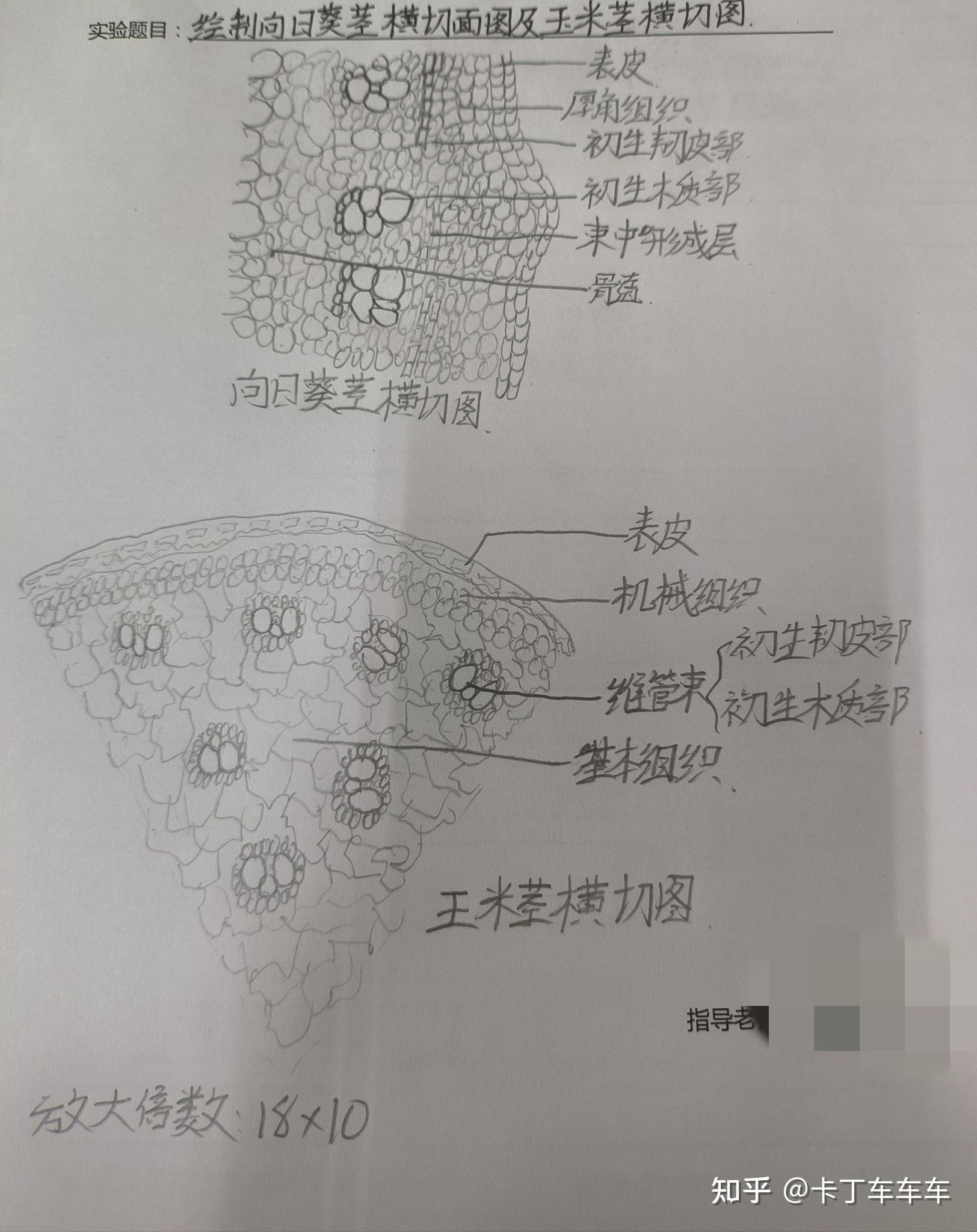 玉米叶片横切结构图图片