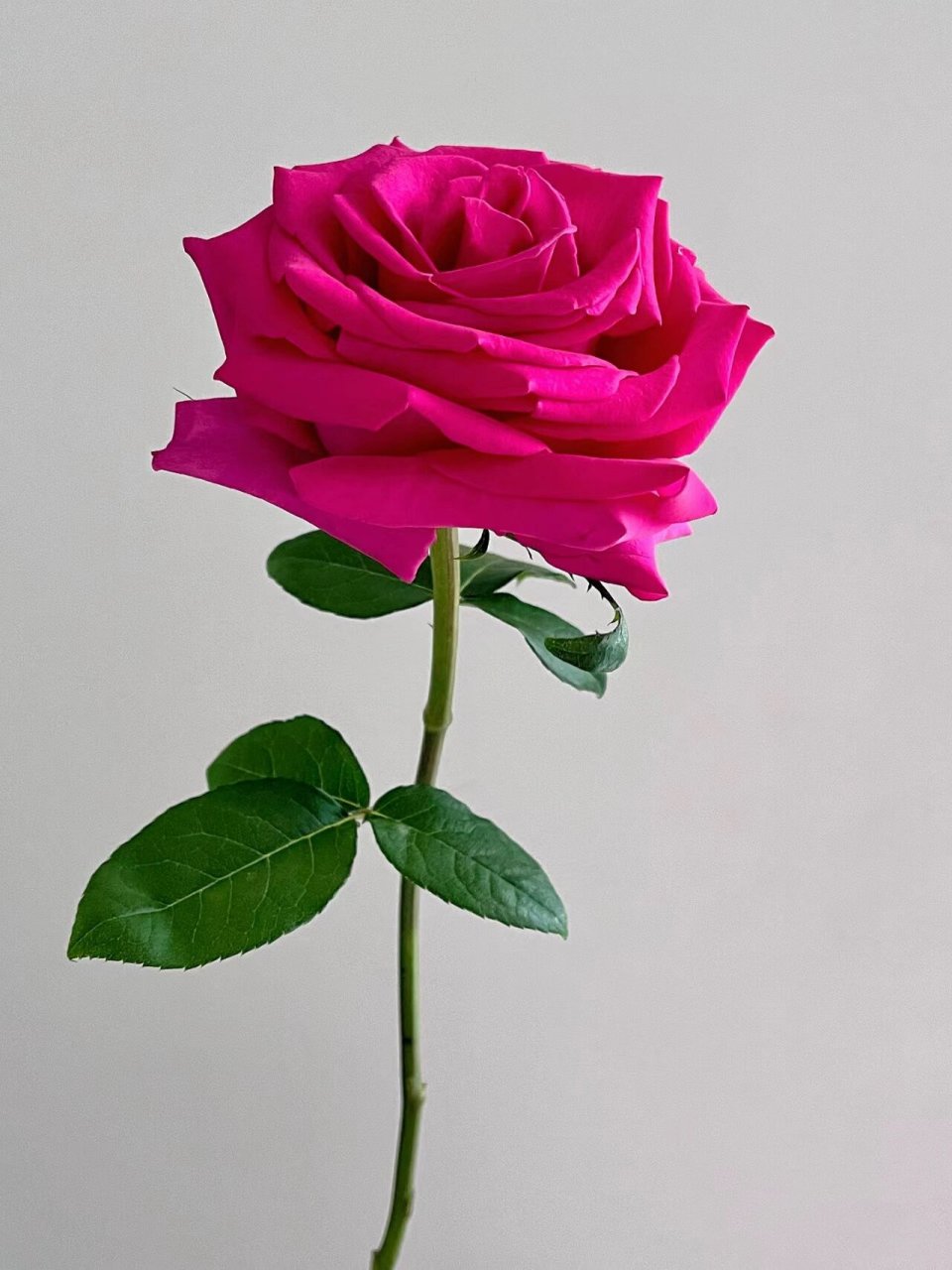 每日识一花【弗洛伊德】 弗洛伊德玫瑰:兰蔻御用玫瑰 78【花语】你