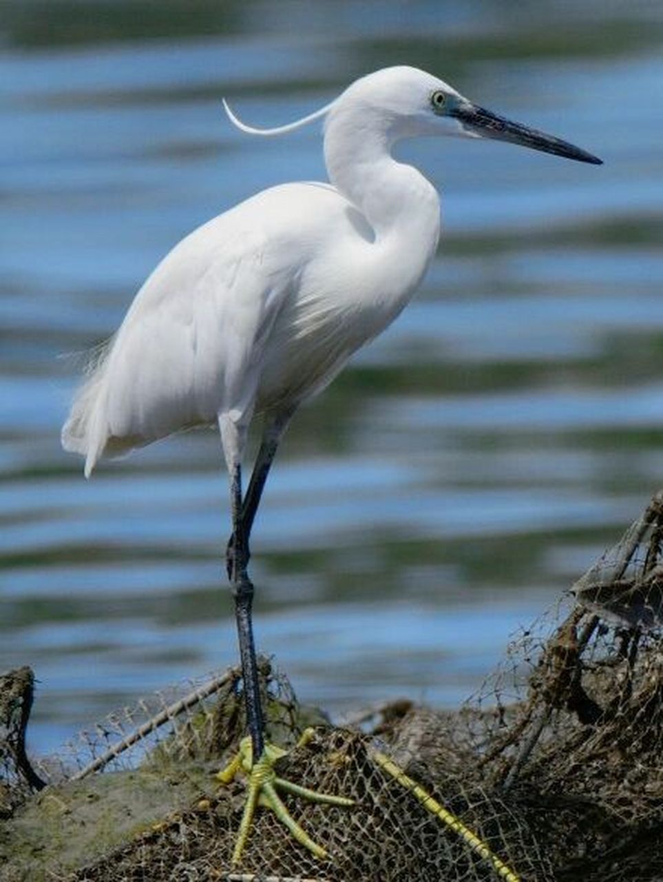 白鹭丨鹭科白鹭属动9415 989898 《濒危野生动植物种国际