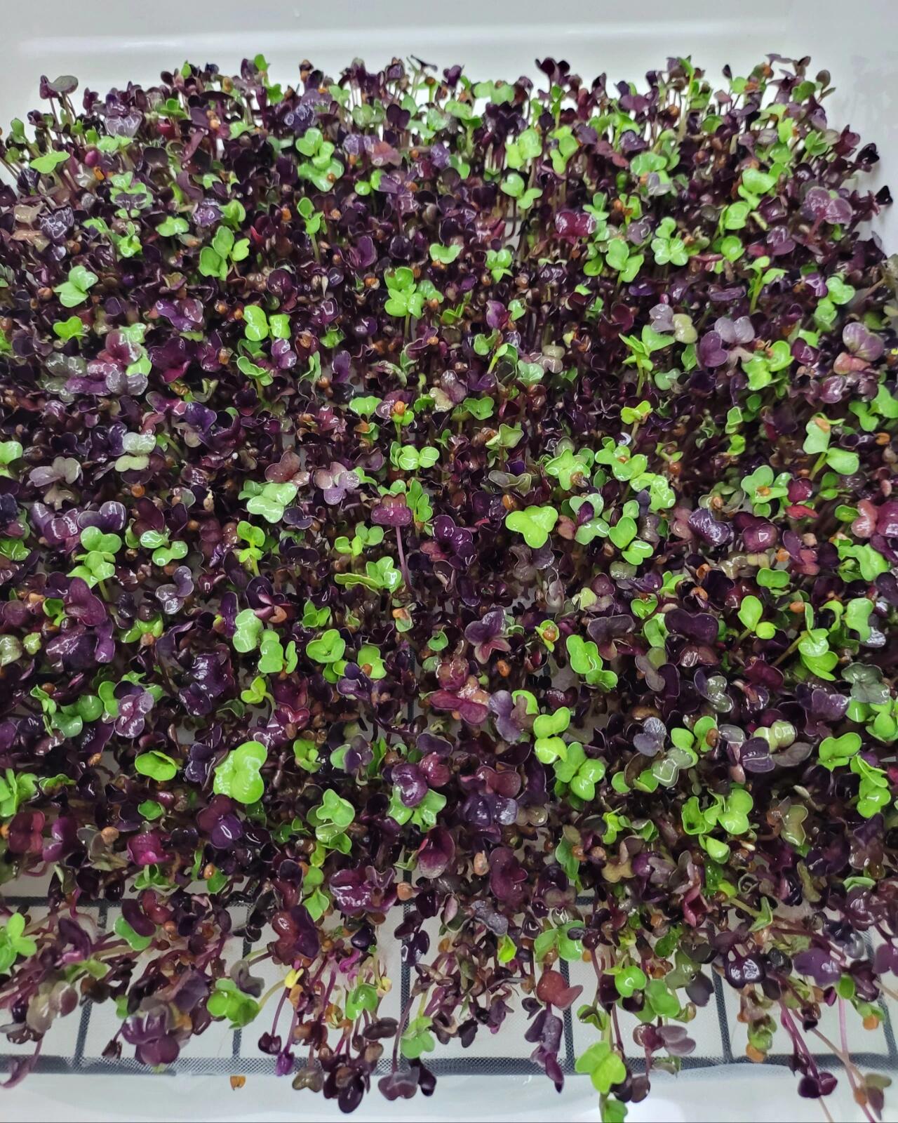 水培萝卜苗(附培育方法) ☀继  后,今天   也收获啦,芽苗菜有太多的