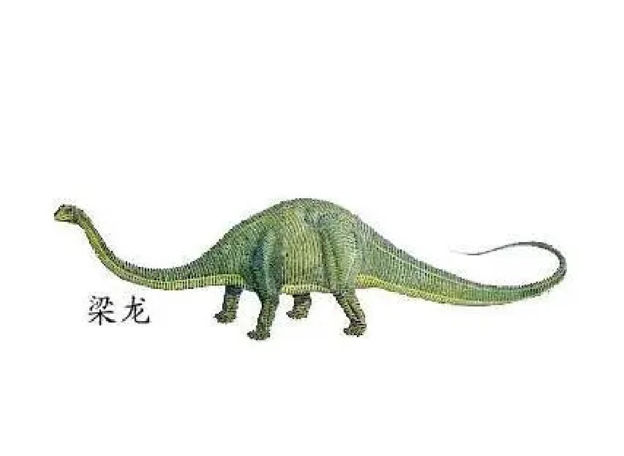 ,是梁龙科下的一属恐龙,它的骨骼化石
