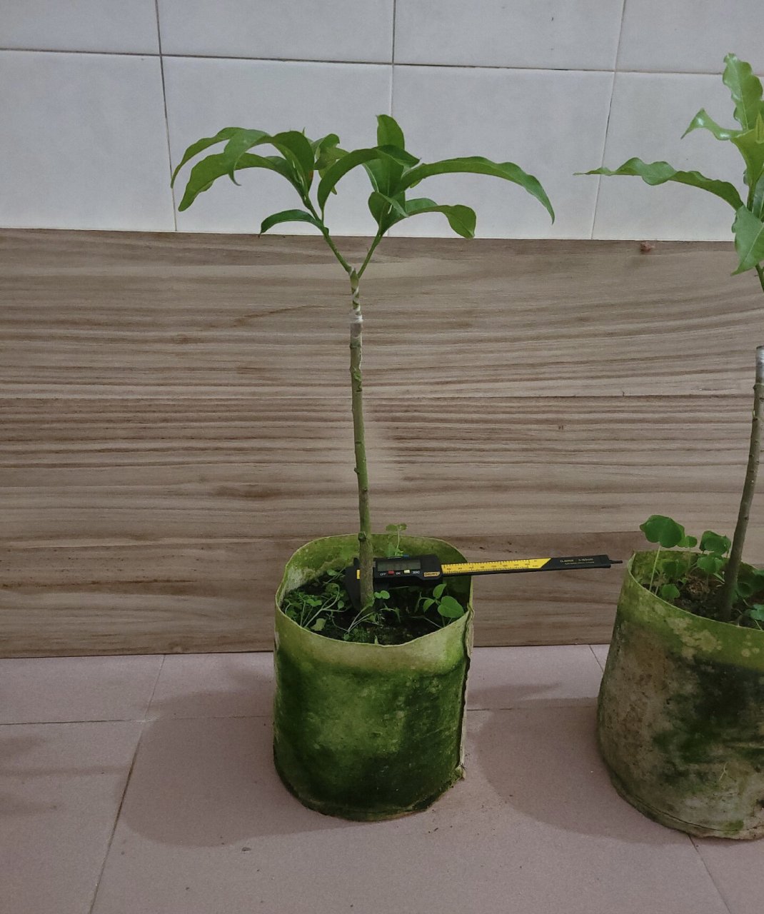 7蜜糖黄晶果嫁接苗,两颗高度三十五,整高五十,矮接#黄金果# #黄金果苗
