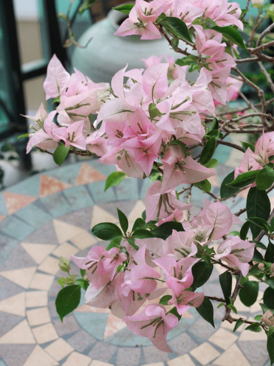 粉色系仙女三角梅-粉天使 粉天使的优点:花大,颜色仙,不掉花(风吹雨打