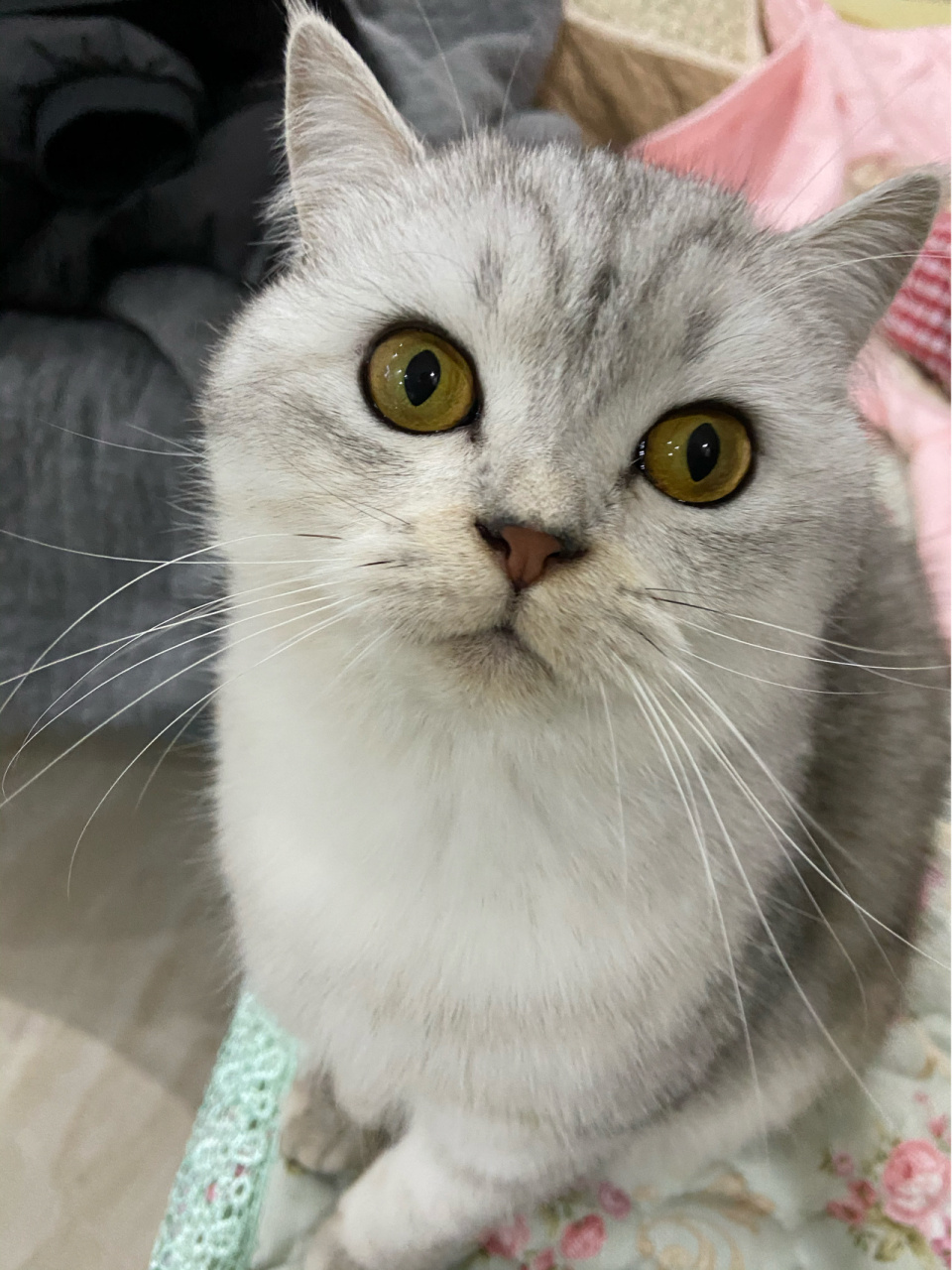 猫咪嘴巴越来越黄怎么回事呢 小猫猫八个月了,嘴巴越来越黄,肚皮上的