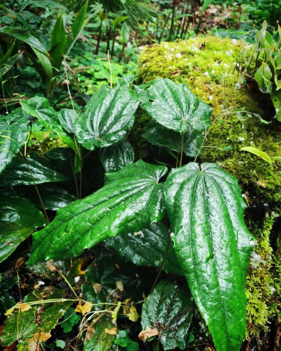 过淫羊藿,它是一种中药材,有着增强性功能,抗衰老,提高免疫力等功效