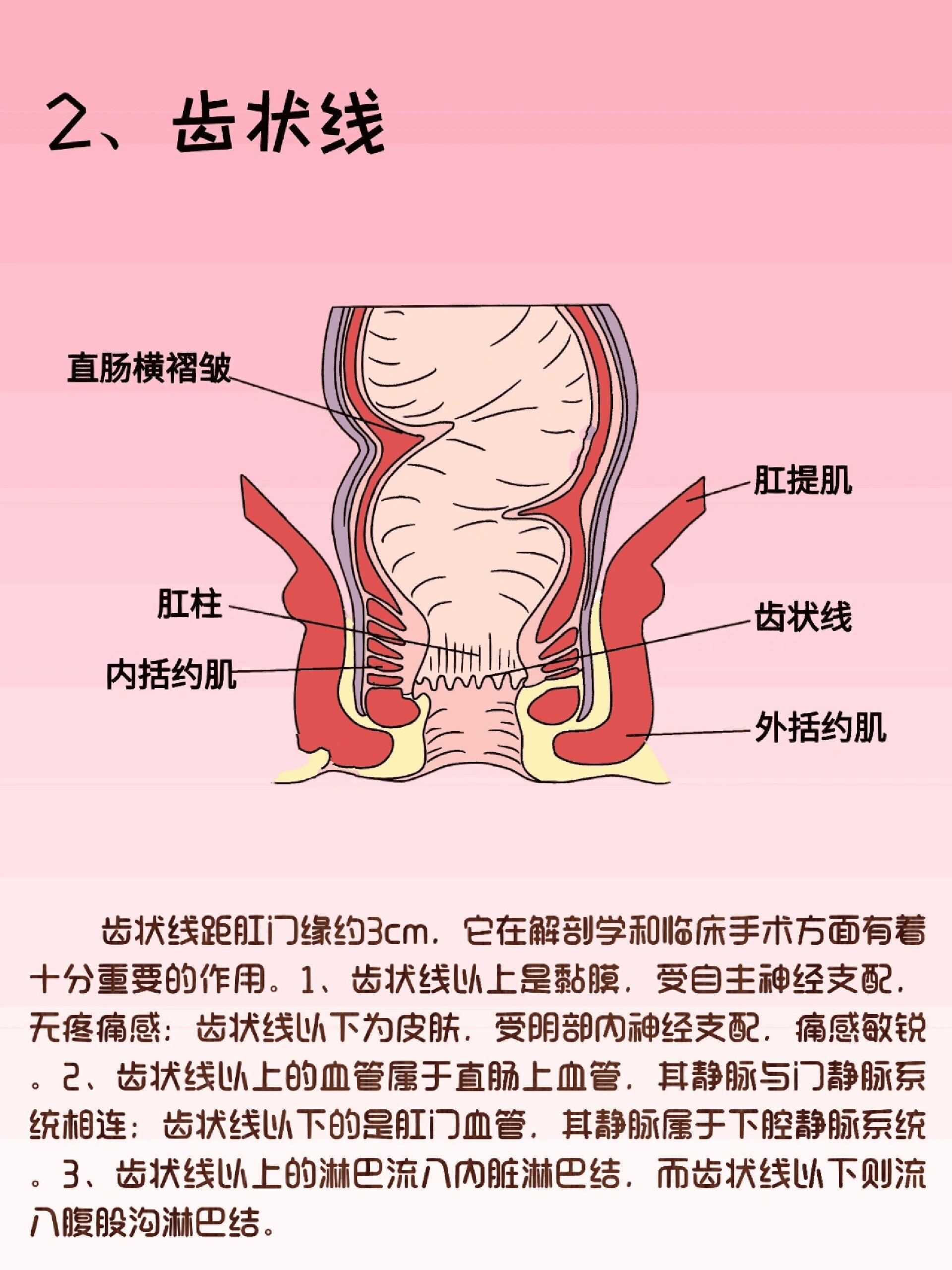 子宫直肠窝图片位置图片