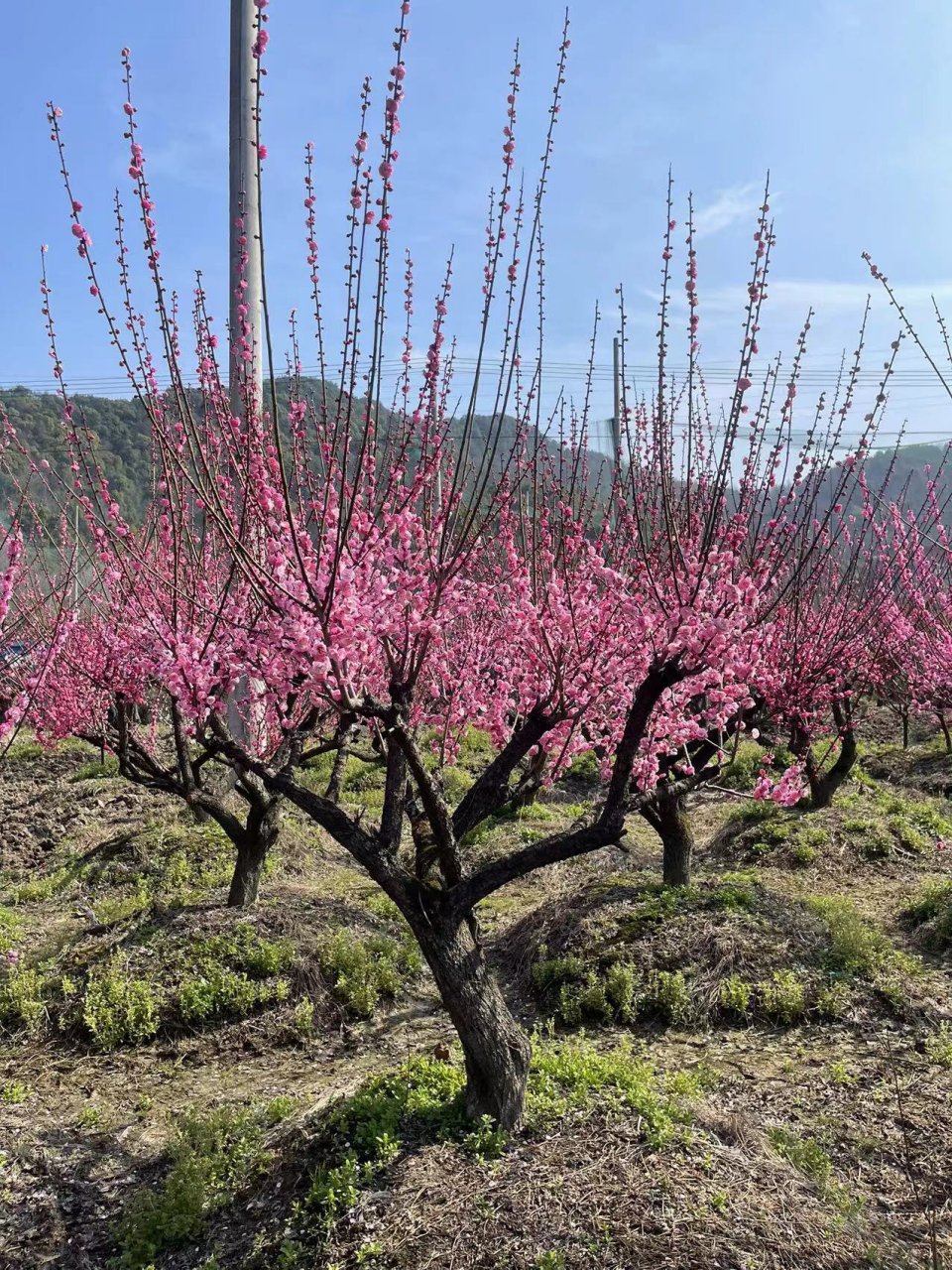 造型红梅 垂枝梅 绿梅 各类原生 造型 老桩红梅 各类垂枝红梅 绿梅