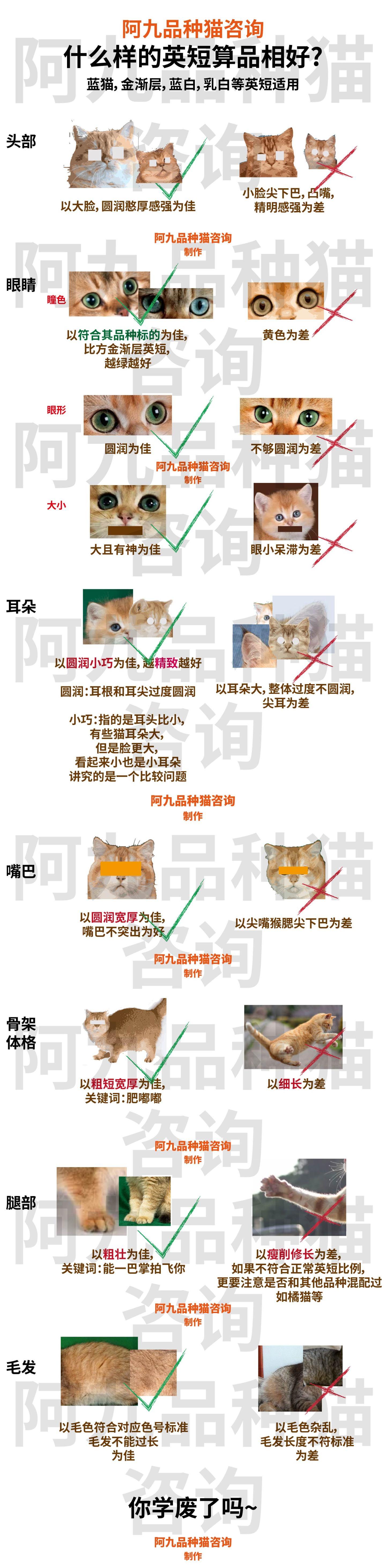 金点英短鉴别图片