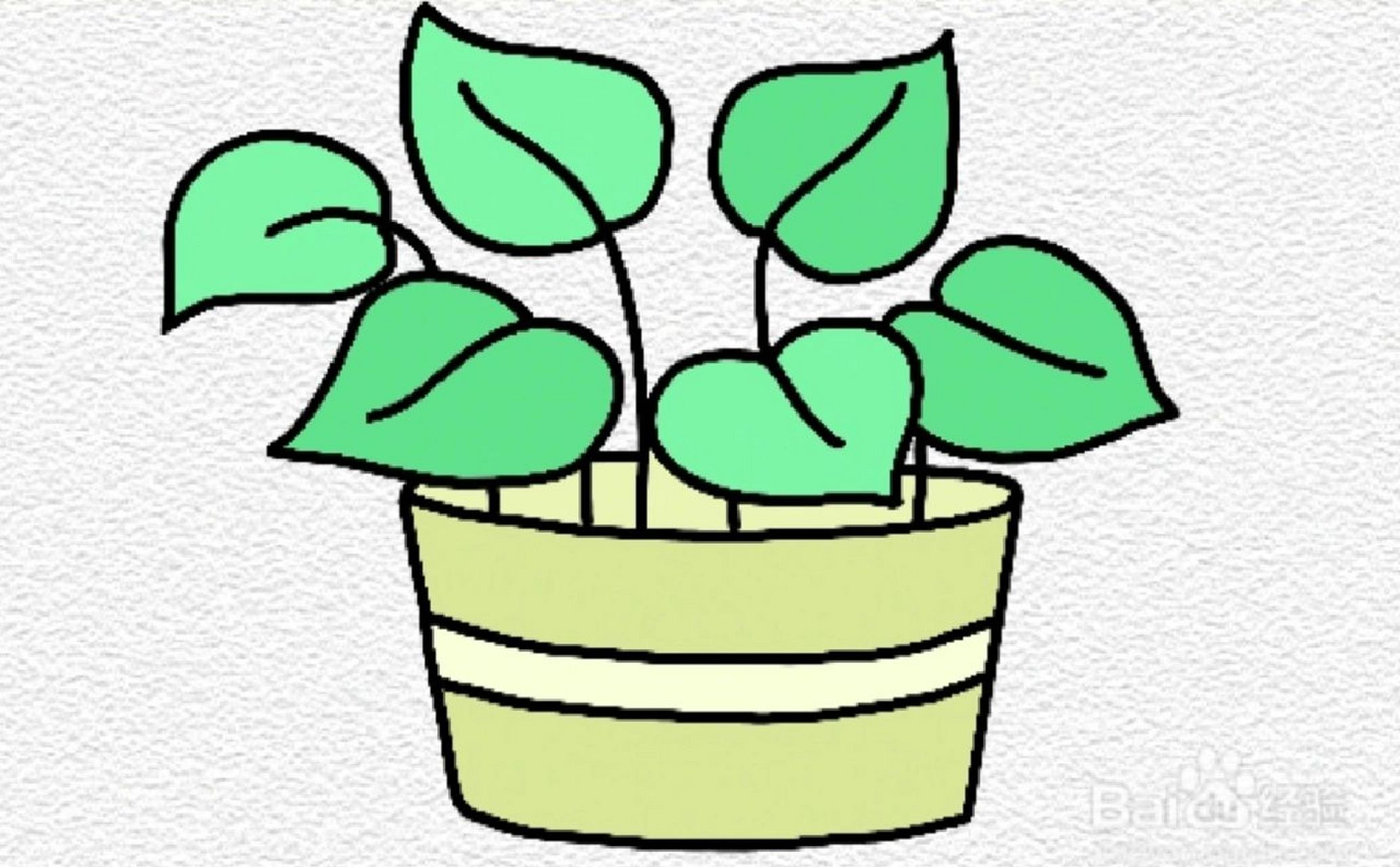 绿萝简笔画 绿萝简笔画