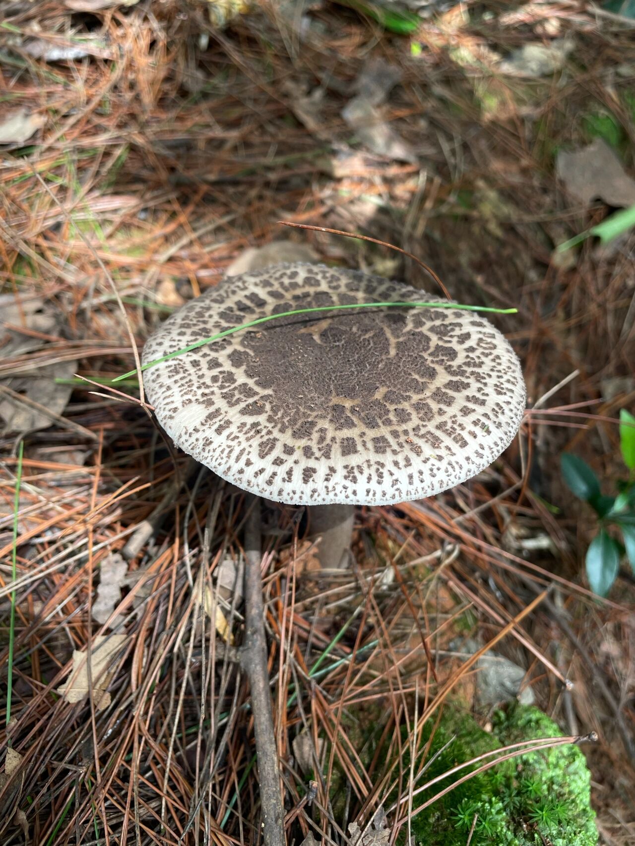 白毒鹅膏菌 食用图片