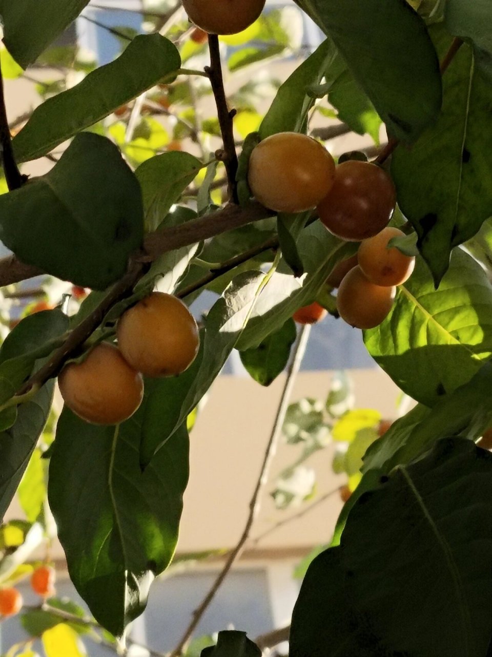 通过各位网友的分享分析,这个应该是:君迁子(diospyros lotus l.