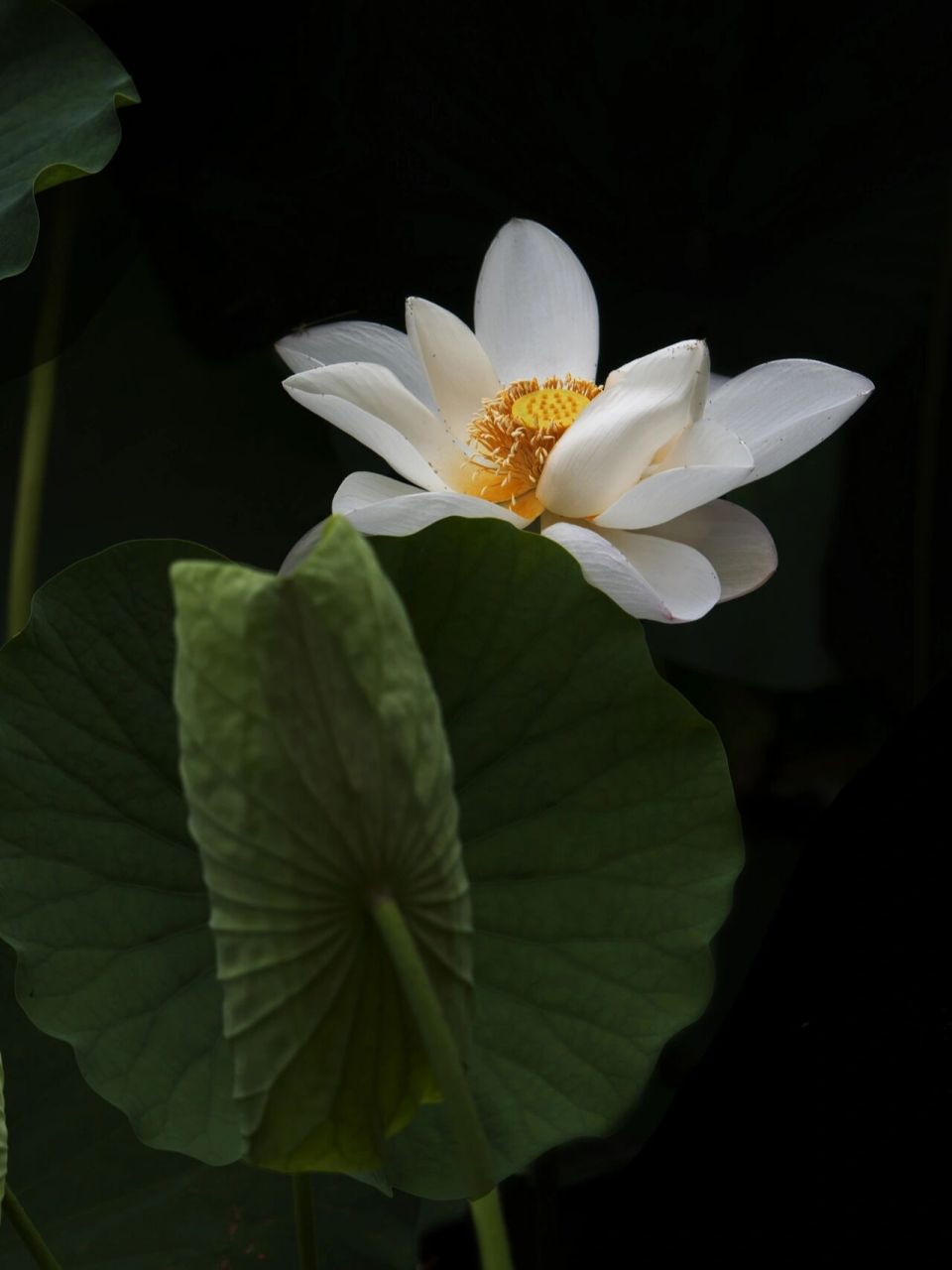 荷花摄影作品 我空间里有很多漂亮的画照片 ,欢迎大家随时收藏 .