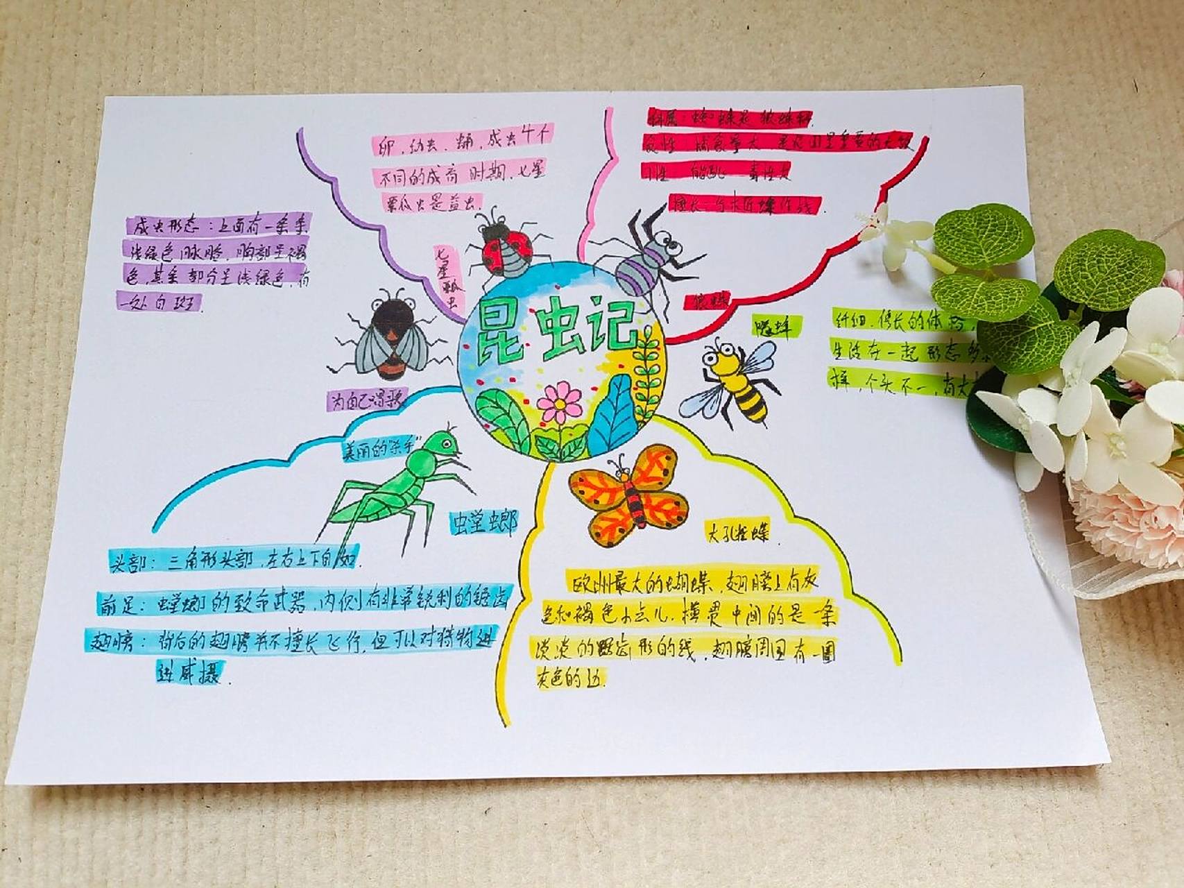昆虫记手抄报 昆虫备忘录 有线稿90