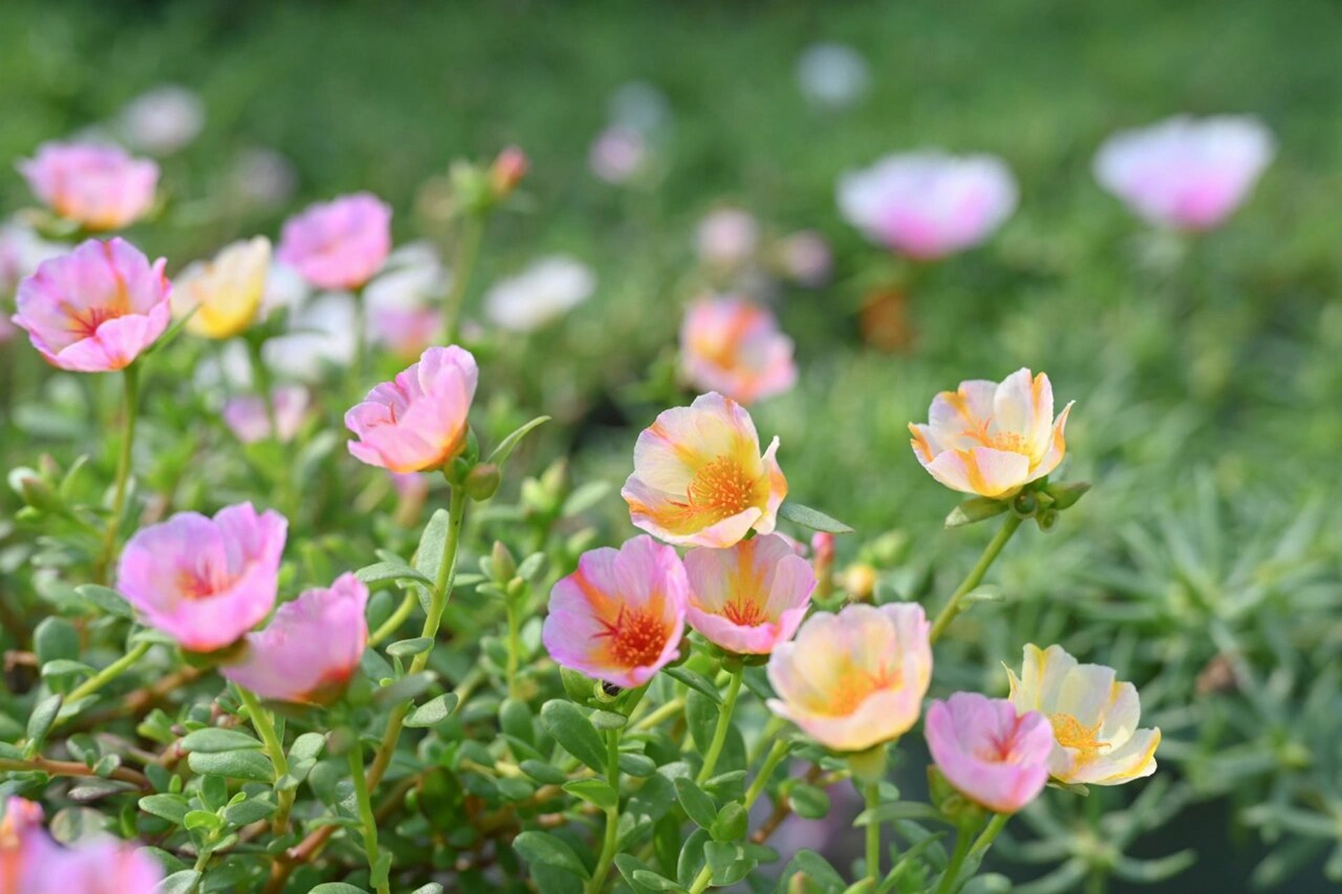 压轴出场的单瓣太阳花朝阳 朝阳真的是太美妙了,单朵颜色很丰富,一盆
