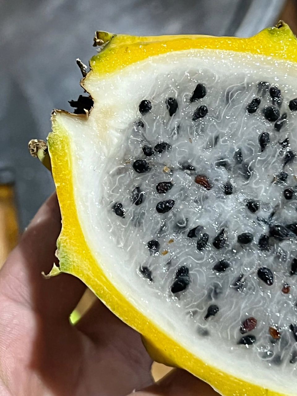 长在树上的"冰糖燕窝"——【海南黄金燕窝果】 长在树上的"冰糖燕窝"