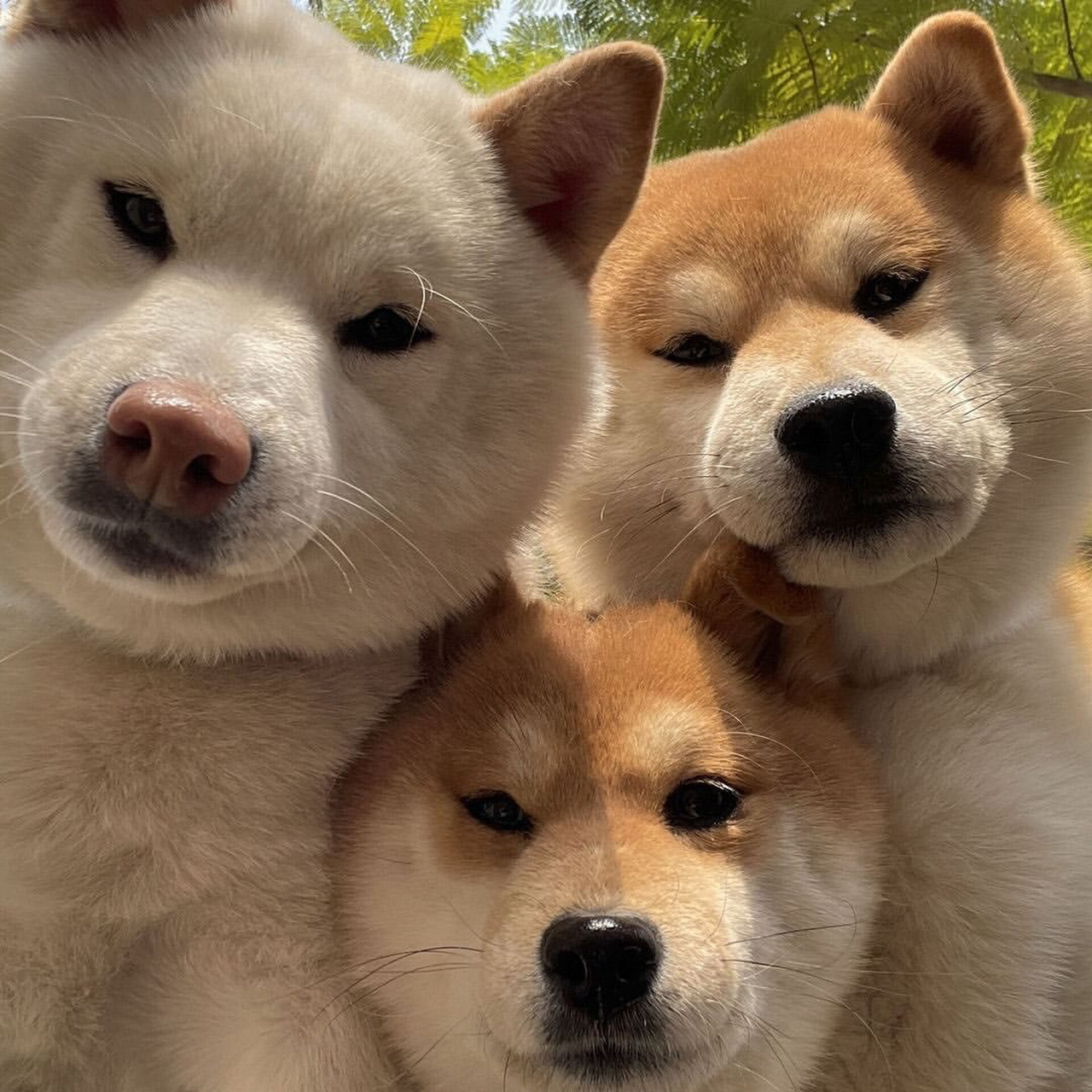 柴柴表情包!死亡凝视?