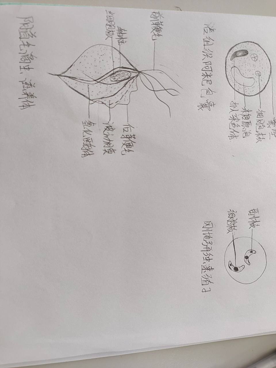 溶组织阿米巴虫包囊  刚地弓形虫速殖子  阴道毛滴虫滋养体