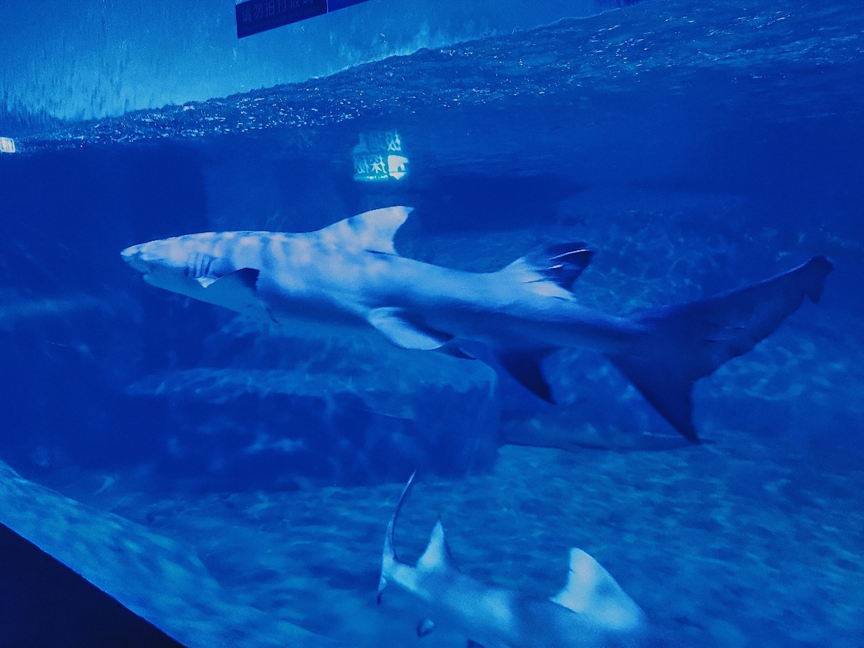 烟台必打卡地:蓬莱海洋极地世界 地址:烟台市蓬莱区海港路88 这有目前