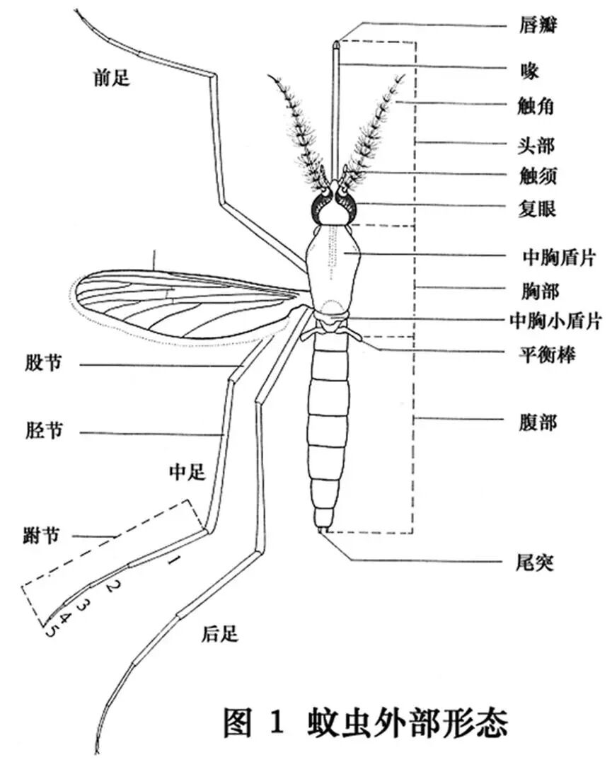 蚊子的种类一万图片