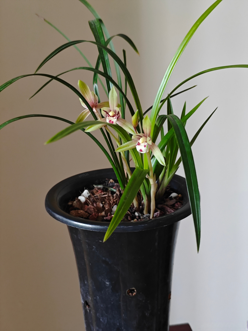 名不符实的建兰红宋梅.建兰红宋梅,建兰市长红与春兰宋梅的杂交