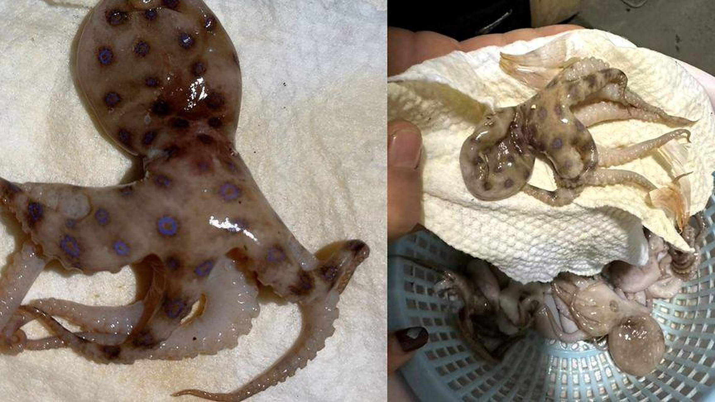 【男子自称疑似买到蓝环章鱼,怕孩子误食吓得扔掉,询问摊贩说没毒】4