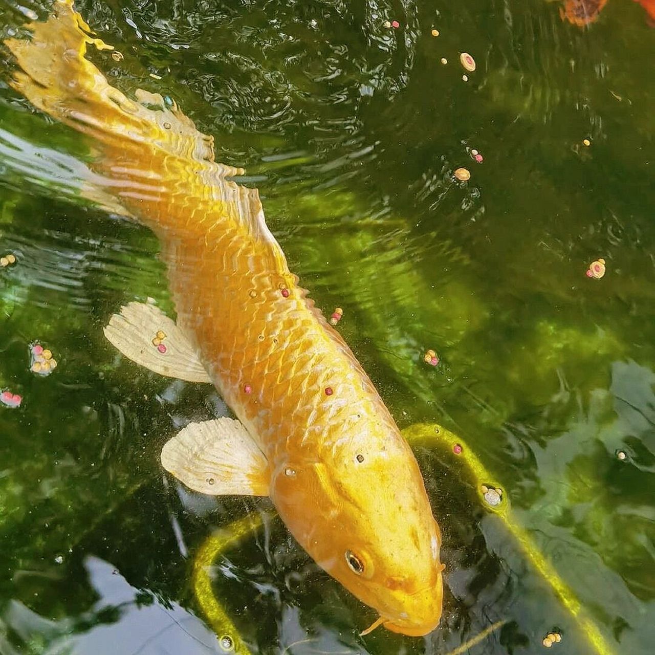 黄金灿灿的锦鲤鱼