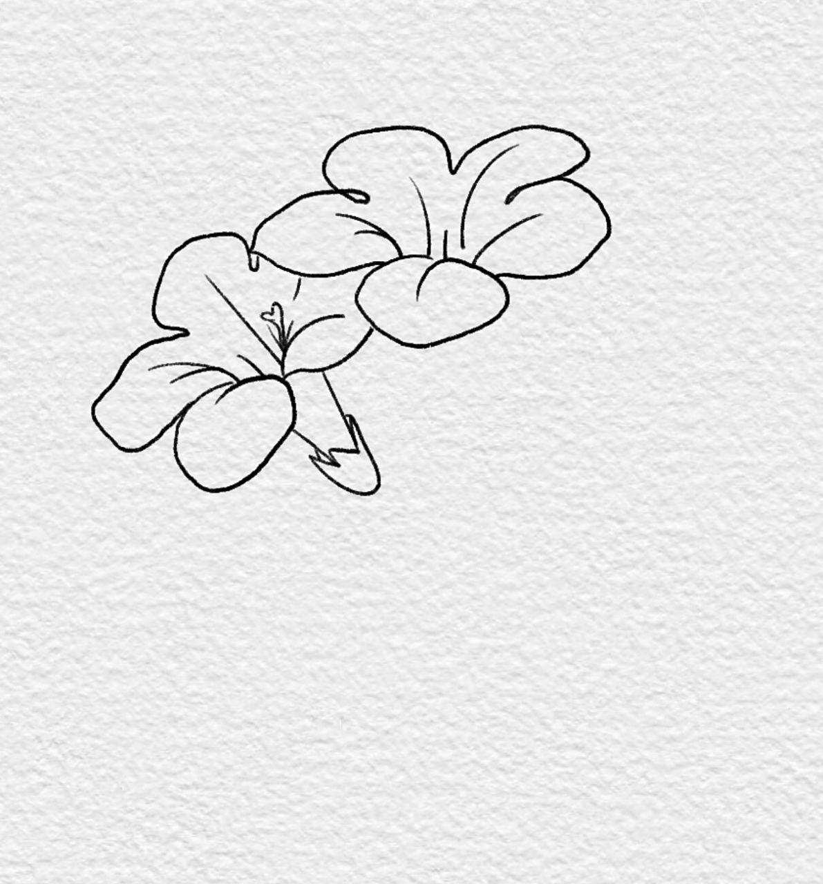 99零基础简笔画|紫茉莉步骤图