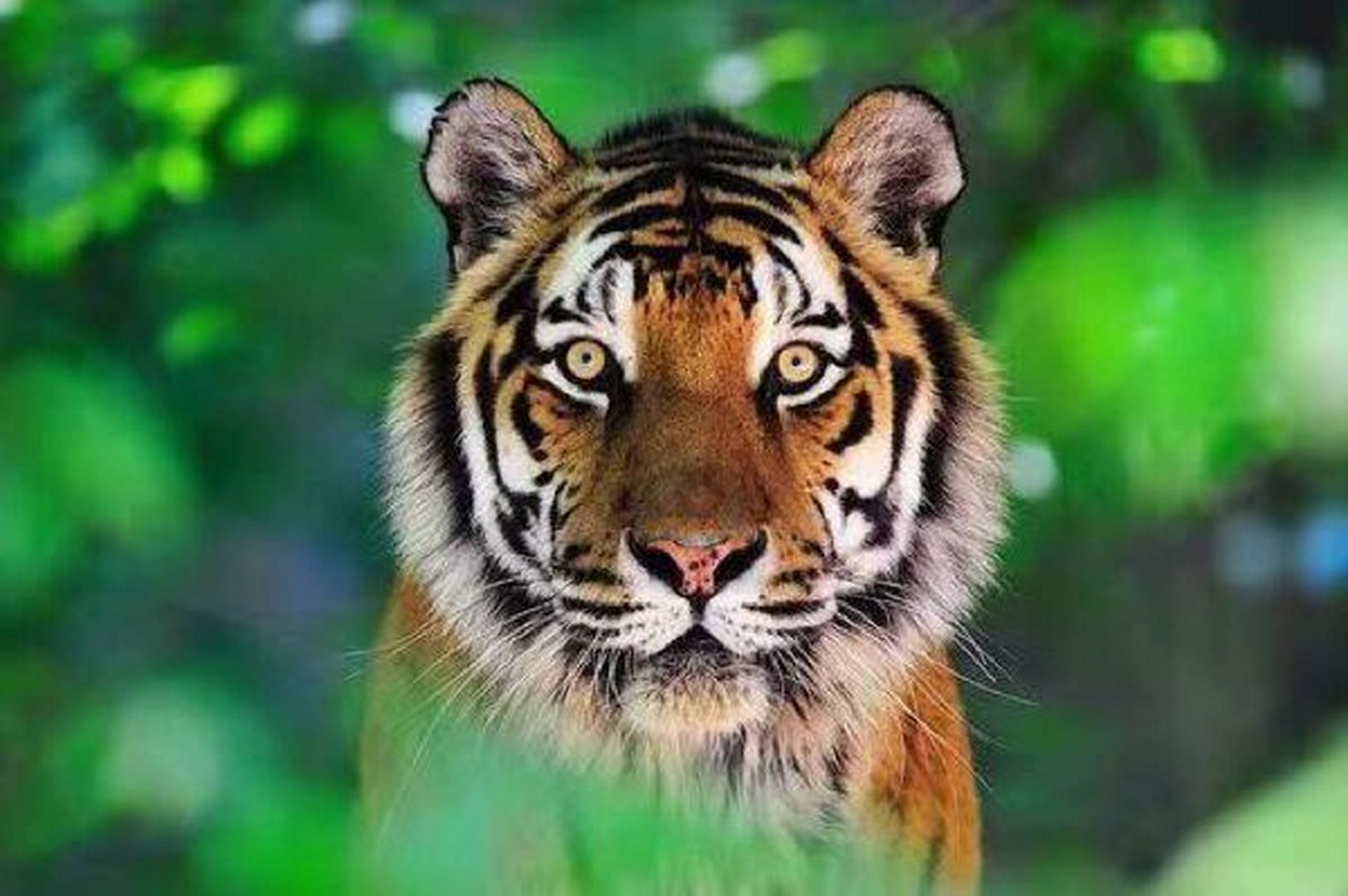 高清老虎素材图片分享