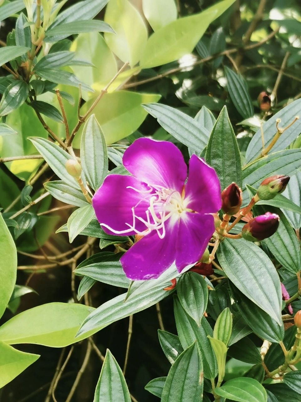 紫花野牡丹图片