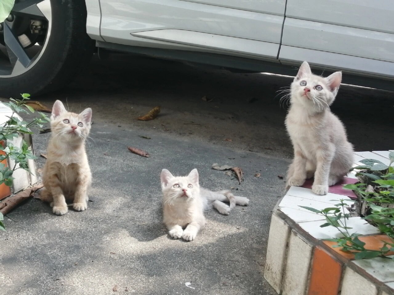 广州佛山稀有绝美乳色橘猫无偿领养