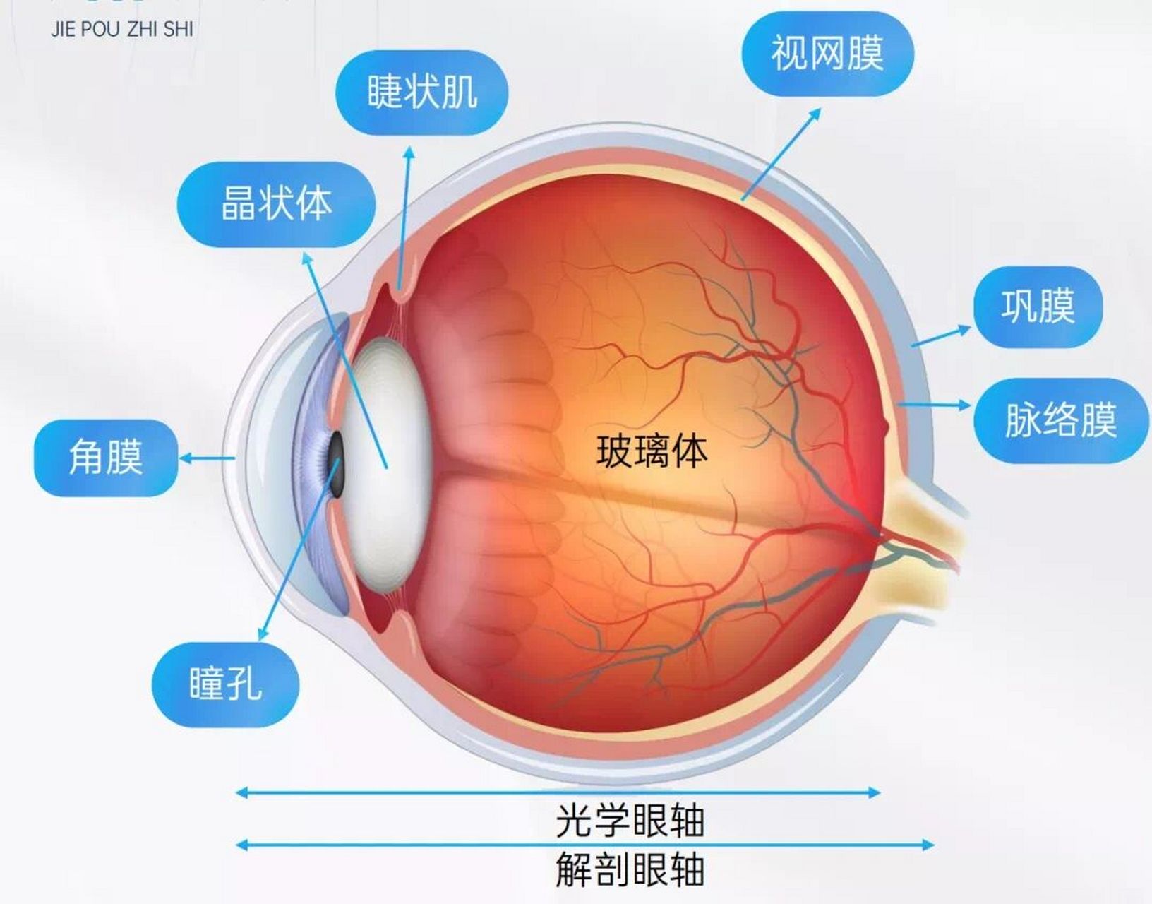 眼睛的解刨结构 98了解眼睛结构 角膜:在眼球最前方,往前突出,作用