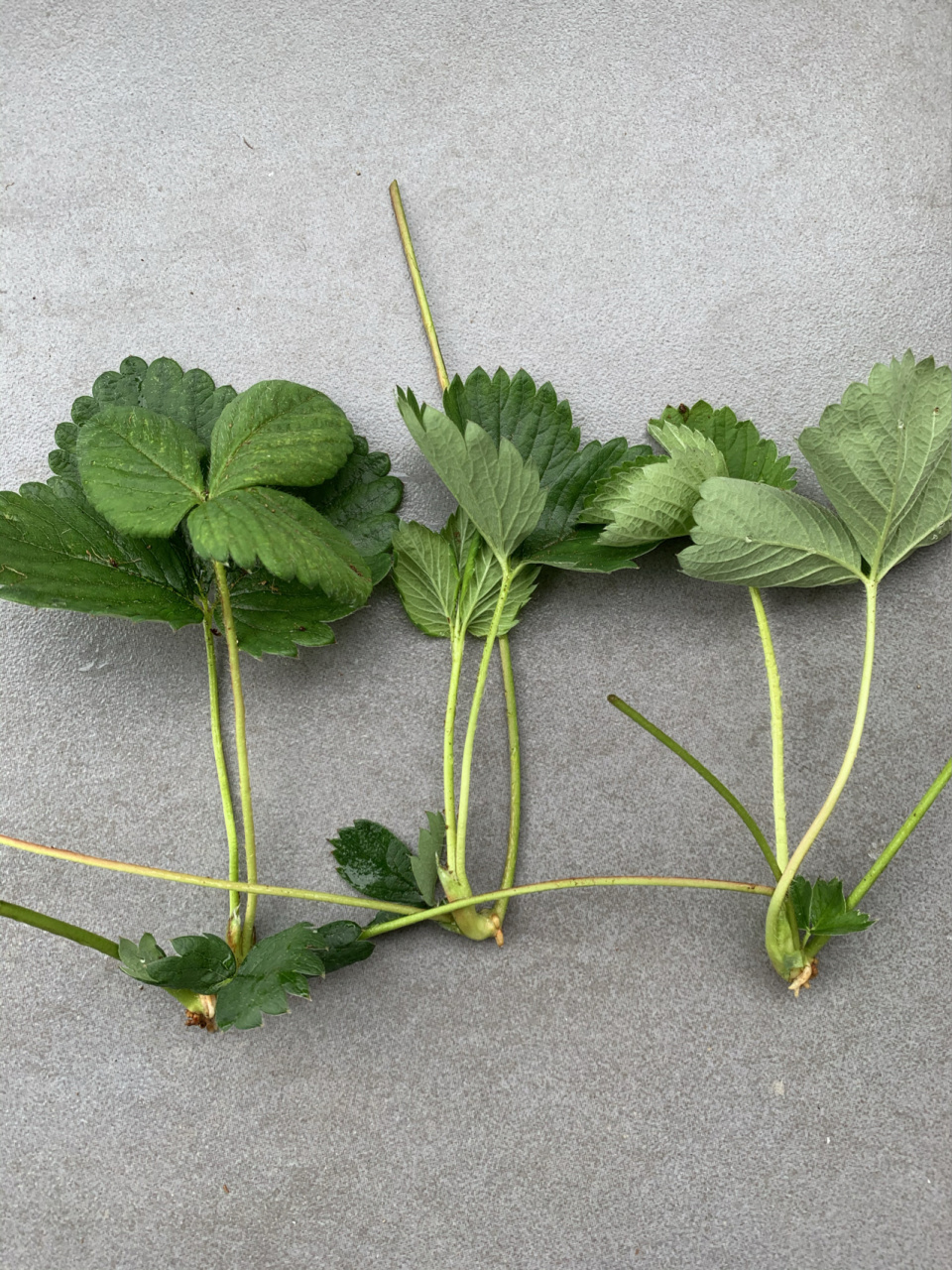 草莓走茎怎么办? 到了五月份的,草莓果子生长缓慢,但是开始疯狂走茎,