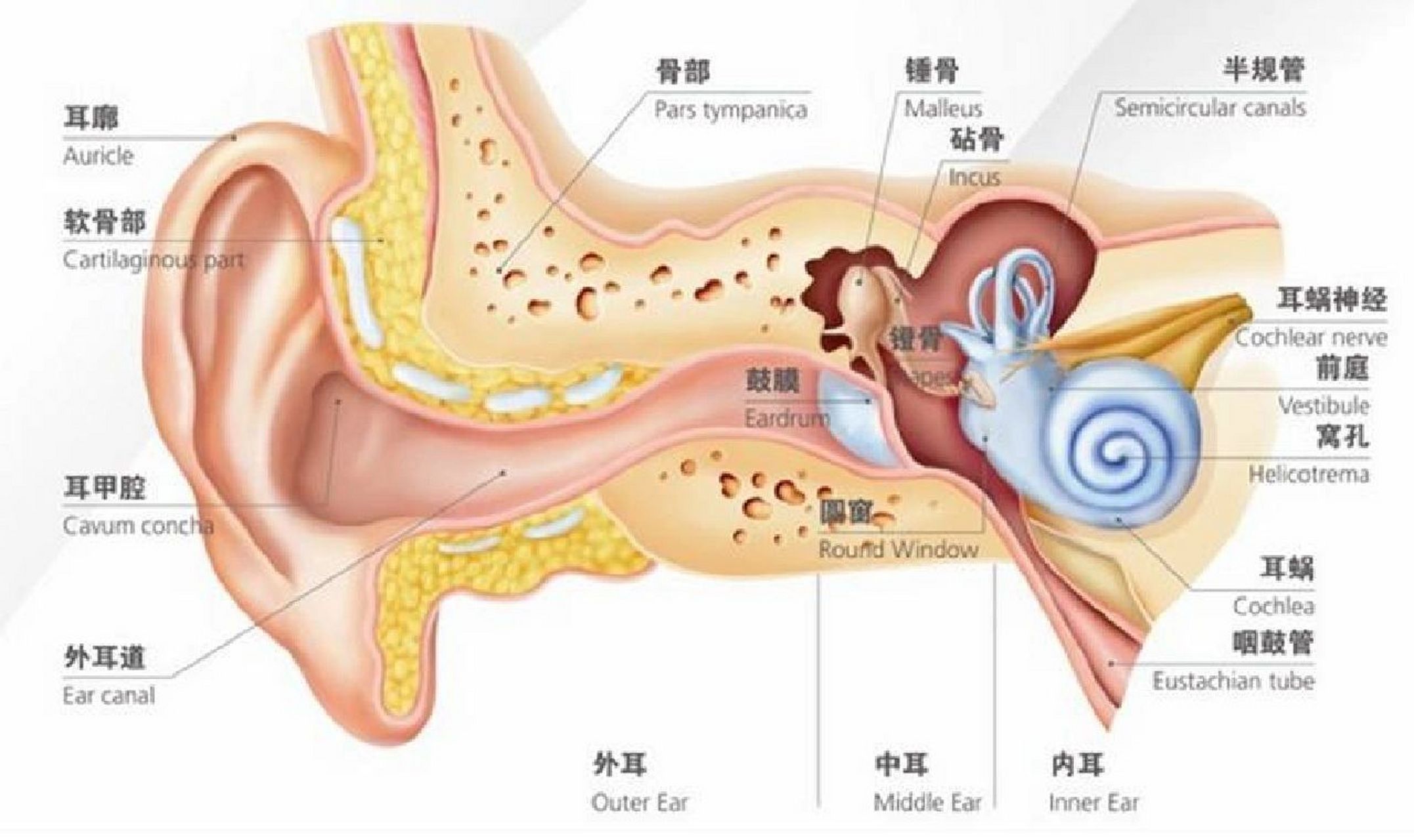 耳 眼和耳的难点在于记得结构比较多,我们换一种方式来记 眼的知识点