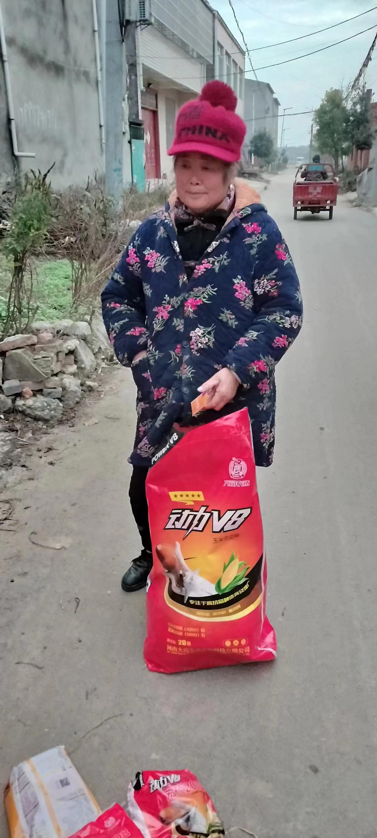 高产玉米种子 动力v8入户