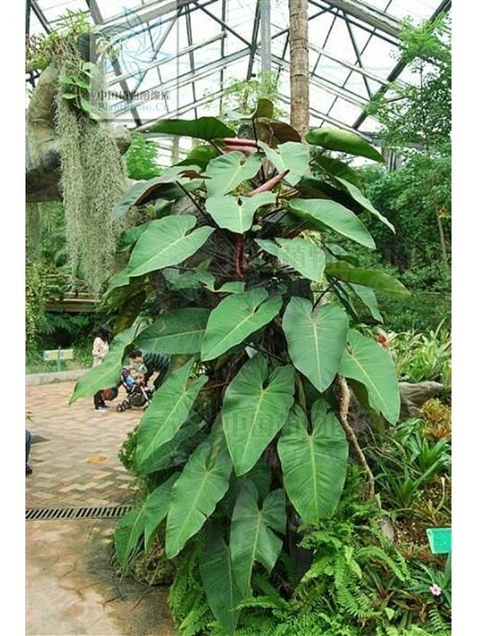 红苞喜林芋 天南星科喜林芋属植物,攀援植物,分枝节间淡红色,鳞叶肉质
