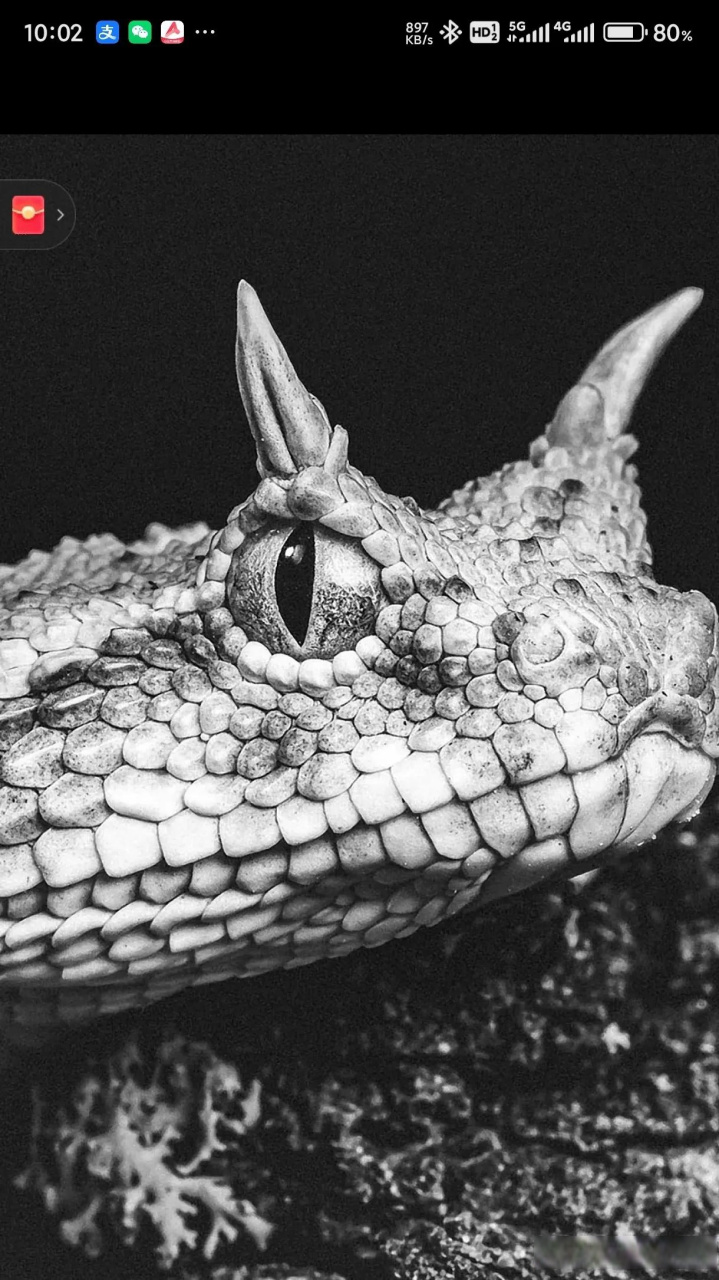 长角了?蛟龙? 头条创作挑战赛