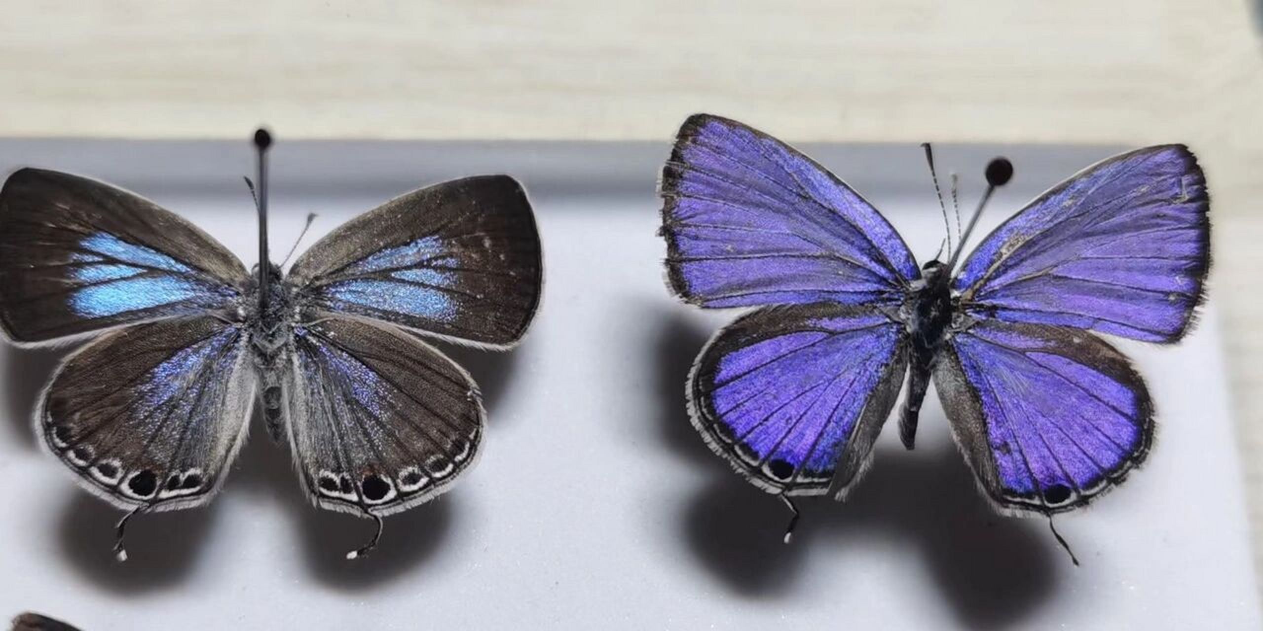 【描述】曲纹紫灰蝶:中小型灰蝶,雄蝶背面闪蓝色金属光泽,雌蝶背面