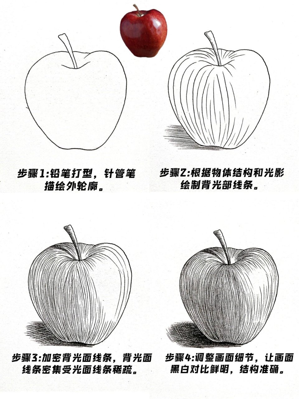 苹果线描写生图片