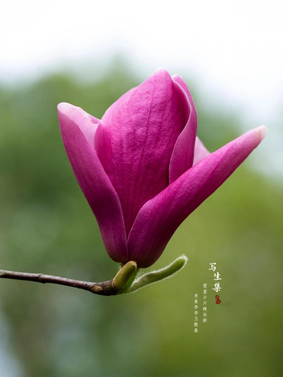 紫玉兰|春天的花|辛夷花 霓裳片片晚妆新, 束素亭亭玉殿春.