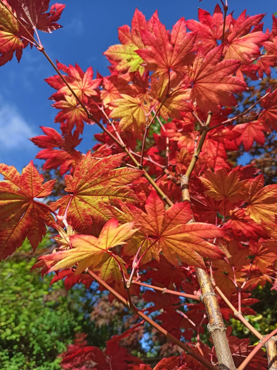 枫树品种介绍-葡萄叶 枫树品种:葡萄叶 拉丁文:acer japonicum viti