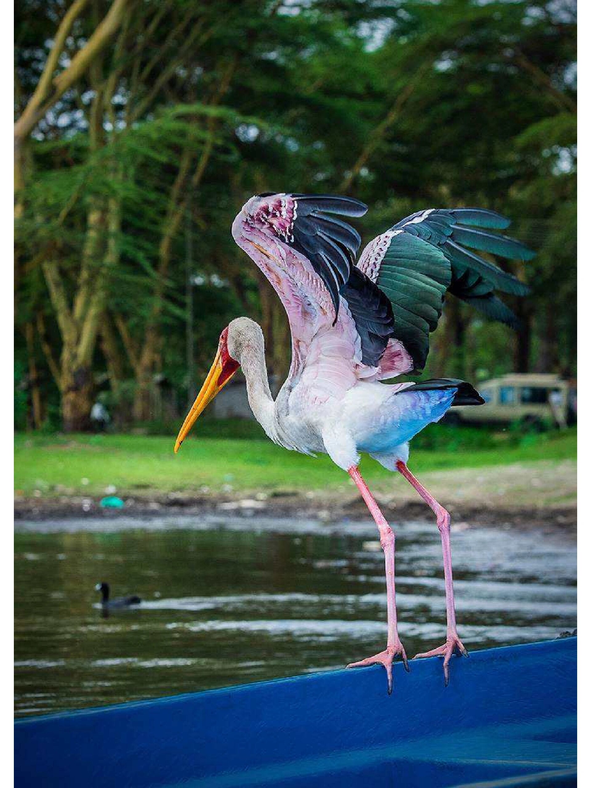 彩鹳的姿态也非常优美,腿细长,只是静静地站在那里,就让