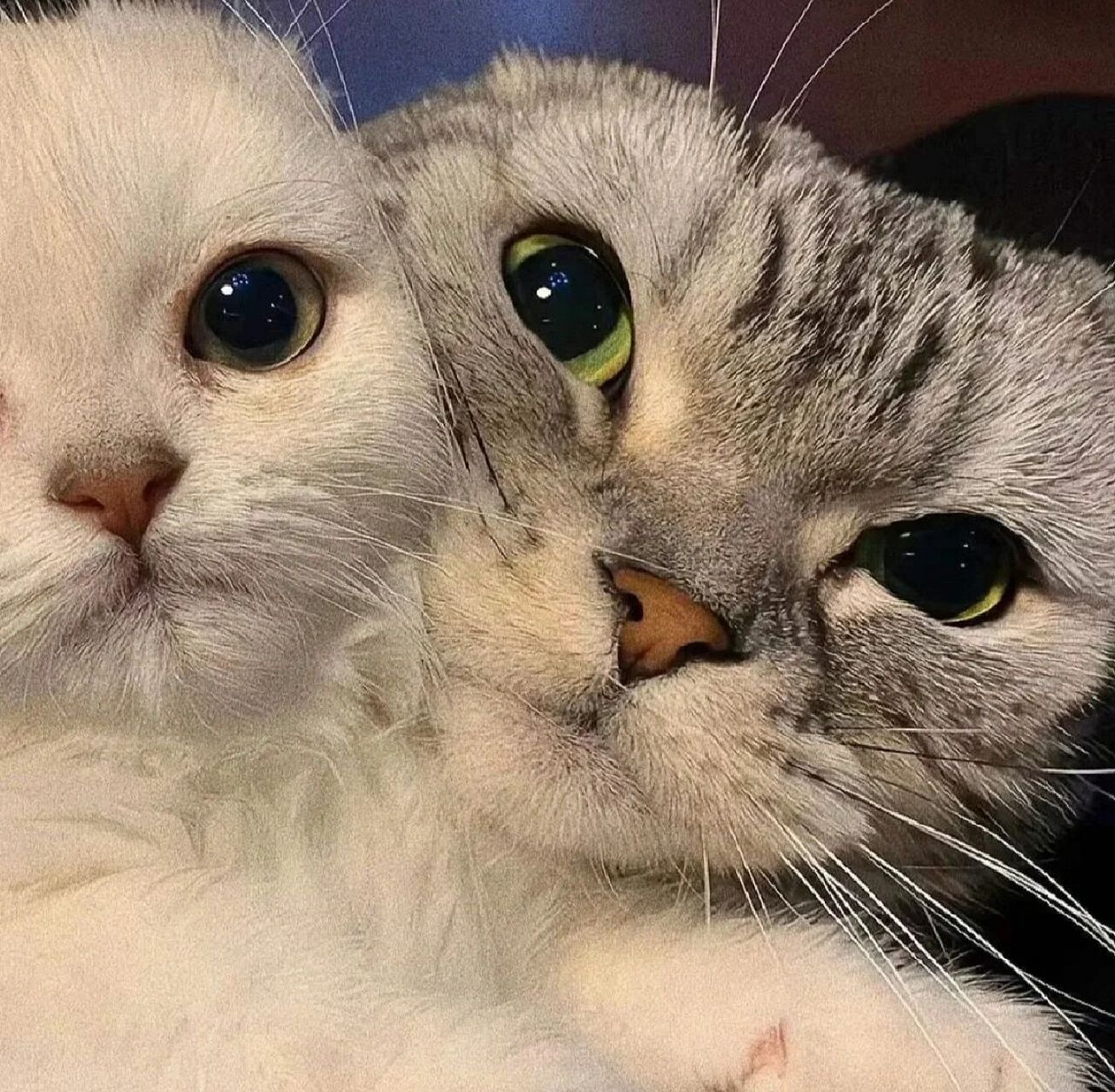 可爱06|猫咪情头|情侣头像| 做个乐观的女孩  保持热爱  永远热枕