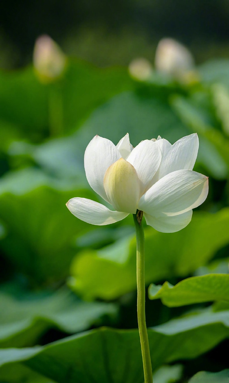 沿着黄河遇见海# 章丘章历村白莲花盛开了 摄影师捕鱼达人007