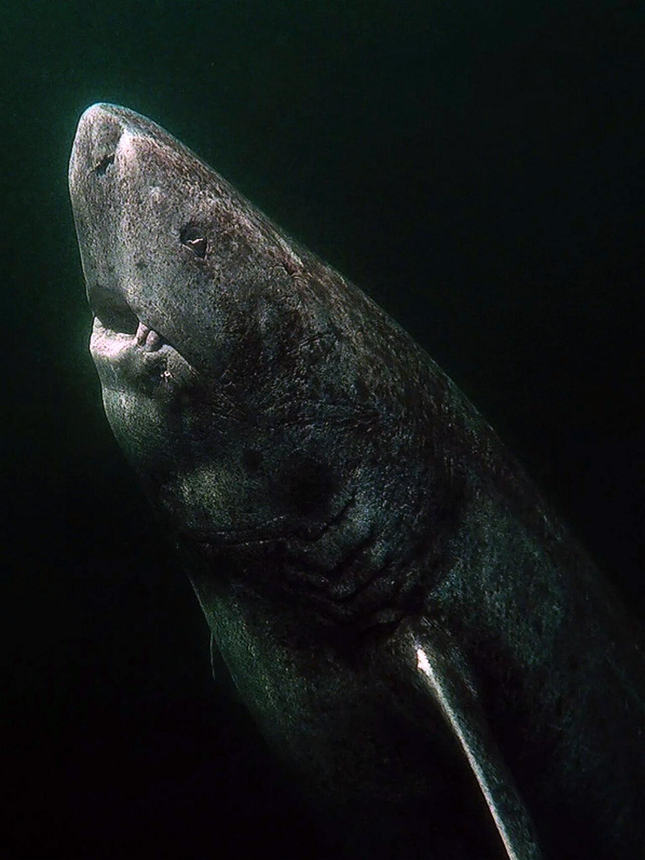 这条格陵兰鲨鱼据说393岁 最年长的脊椎动物