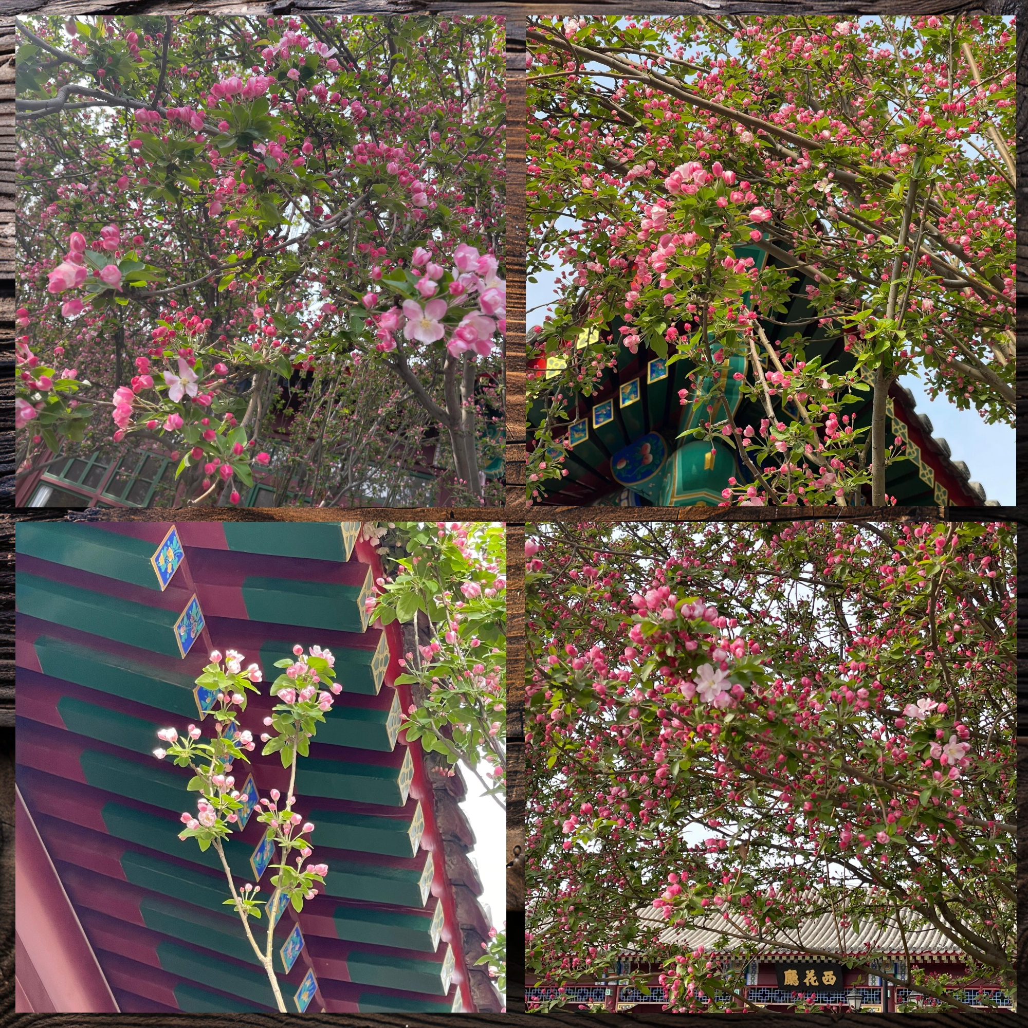 西花厅海棠绽放春意浓