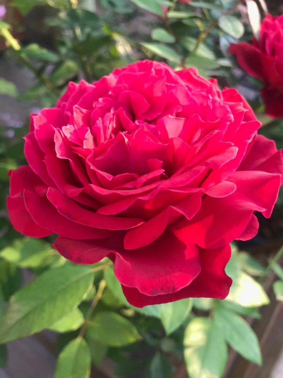 最爱月季系列41 詹尼斯 花径11-14厘米,淡香味,多季重复开花,抗病性强