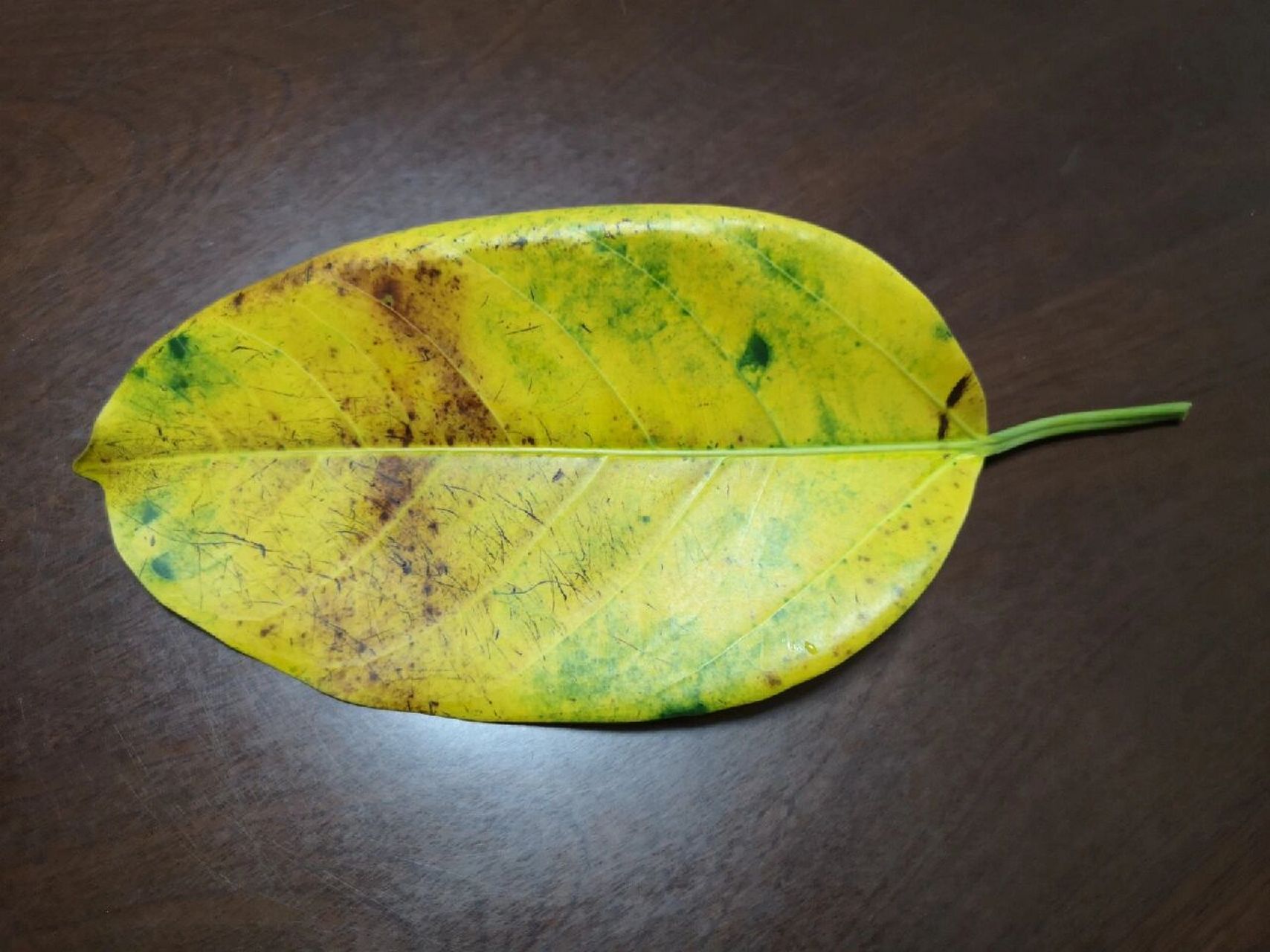 吹落的大叶榕叶片 95 拍摄灵感:路边捡了一片大叶榕的叶子 91