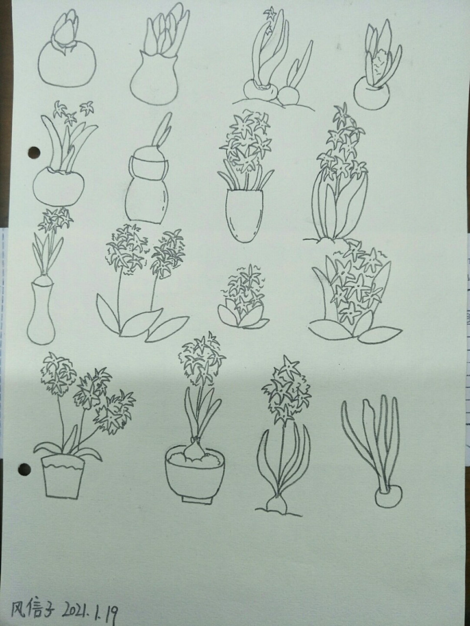 简笔画风信子,坚持打卡 #绘画